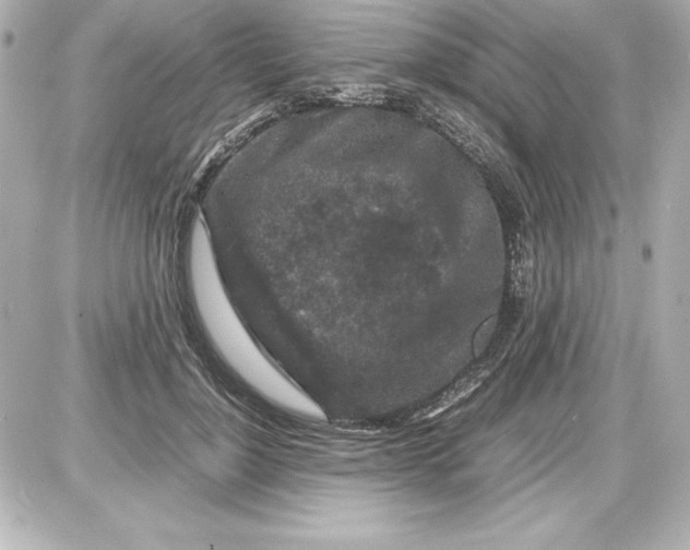 X0000087420748200705111916