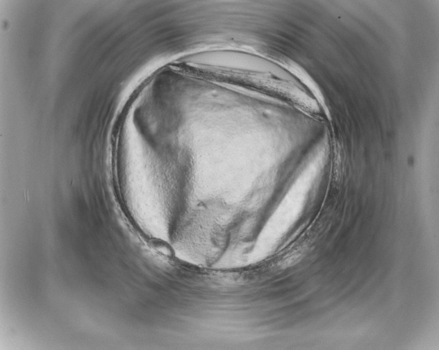 X0000087421096200705111910