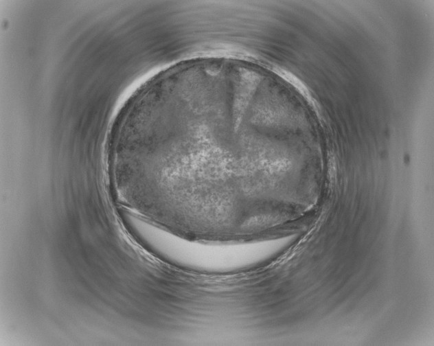 X0000087421120200705111909