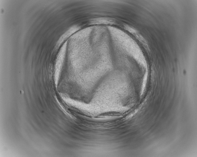 X0000087421233200705111908
