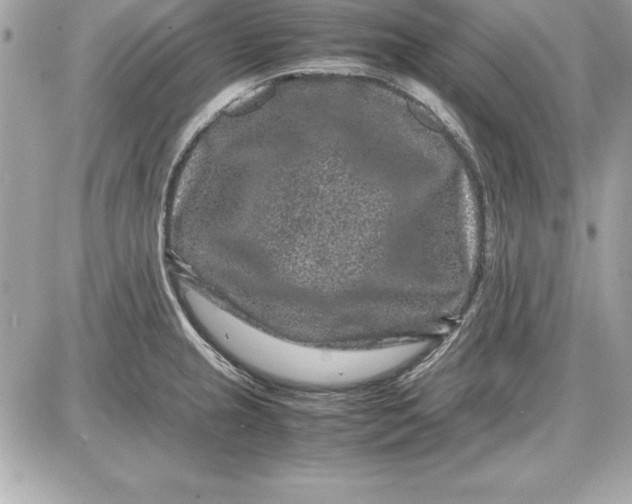 X0000087421237200705111908