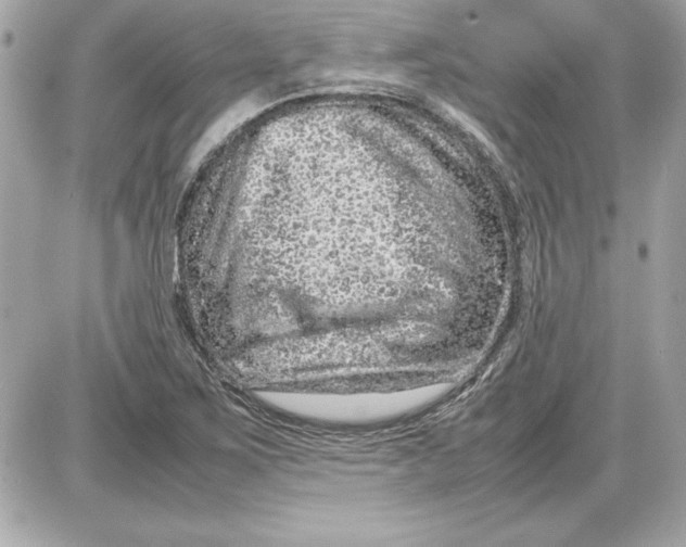 X0000087421267200705111907