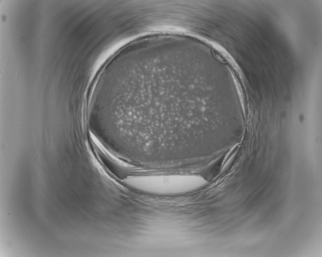 X0000087421295200705111907