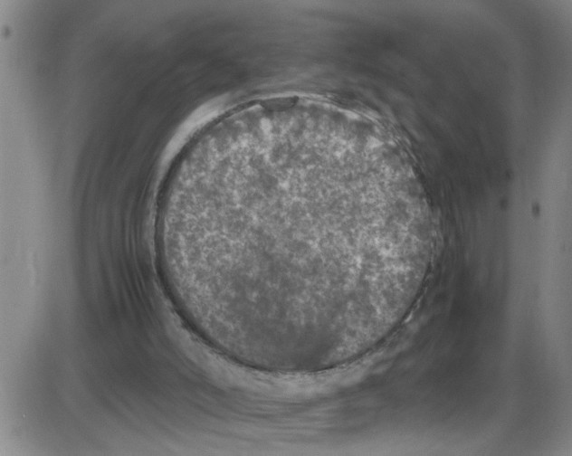X0000087420006200705181434