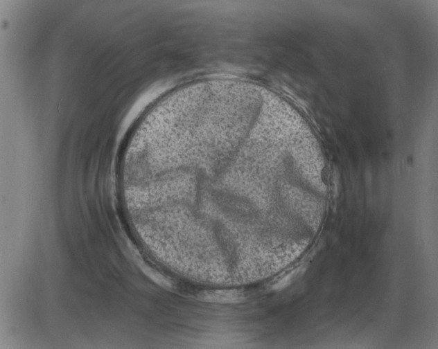 X0000087420102200705181433
