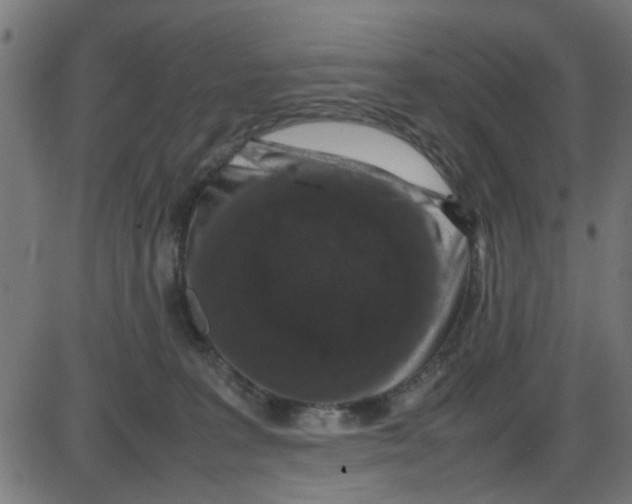 X0000087420227200705181430