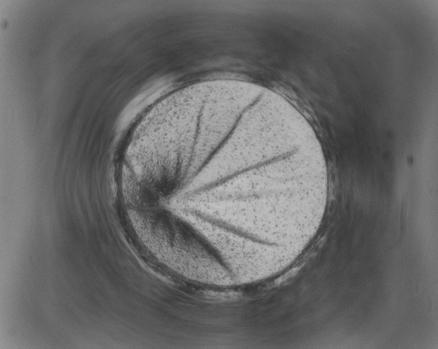 X0000087420245200705181430