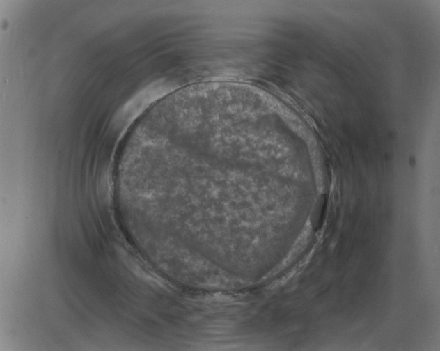 X0000087420290200705181429