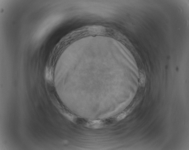 X0000087420431200705181427