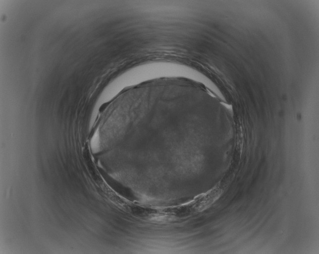 X0000087420504200705181426