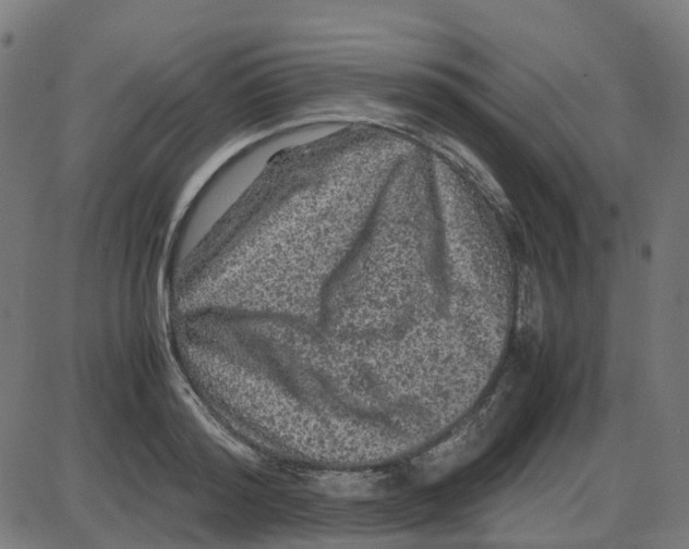 X0000087420796200705181421