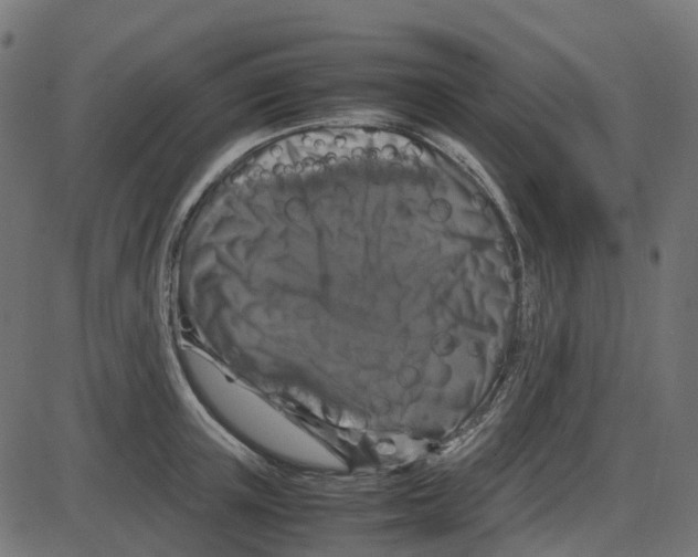 X0000087420851200705181421
