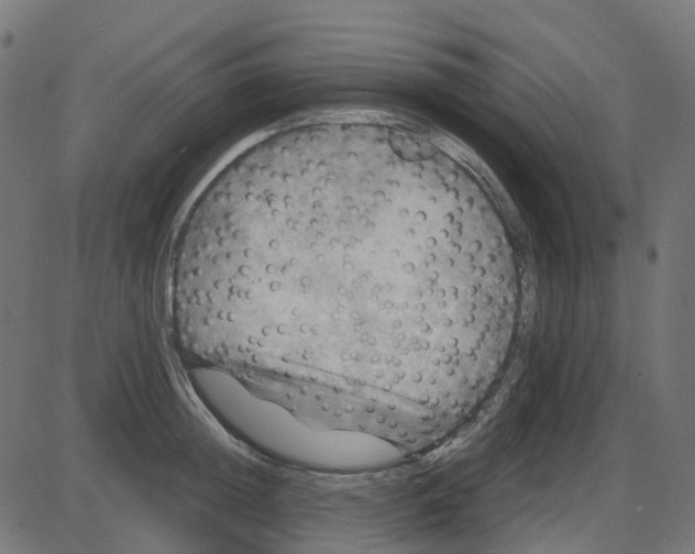X0000087420852200705181421