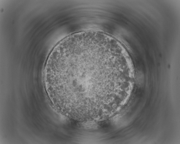 X0000087420856200705181421