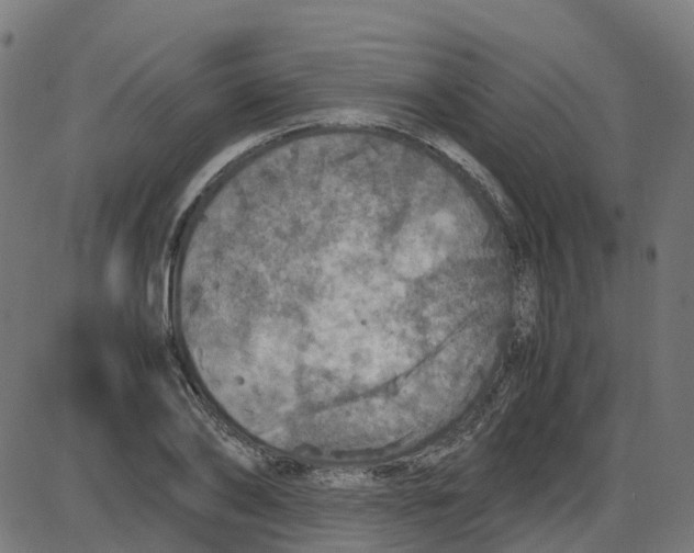 X0000087420886200705181420