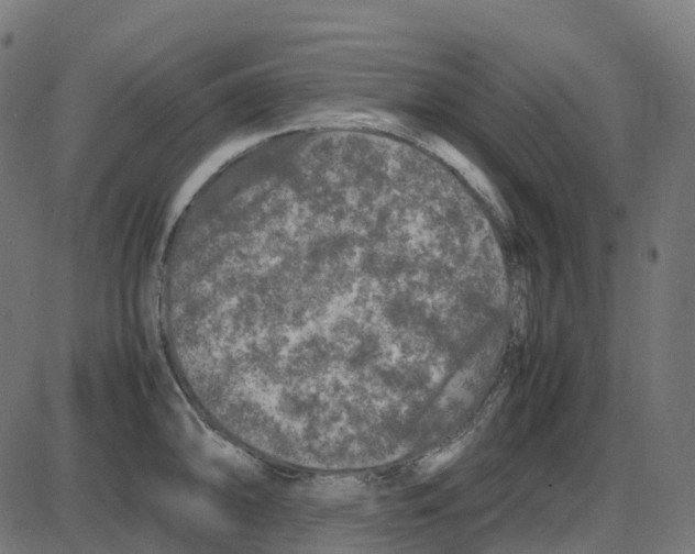 X0000087421094200705181416