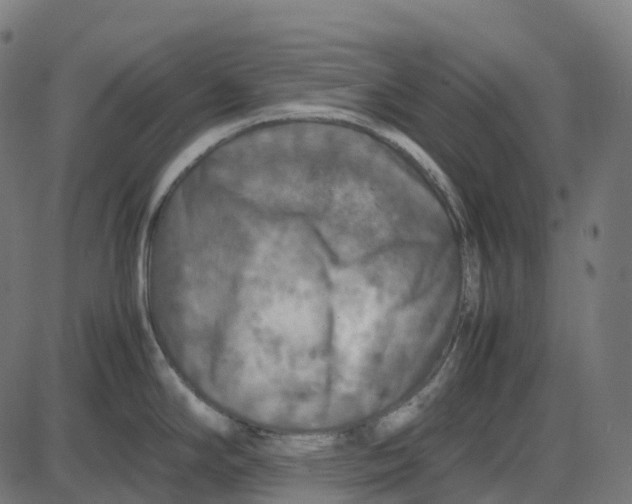 X0000087421294200705181413