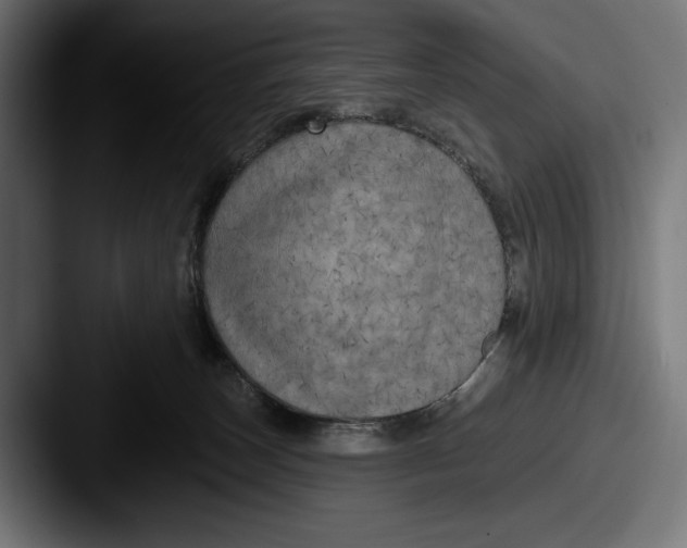 X0000087510179200705181001