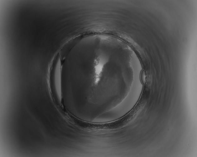 X0000087510626200705180955