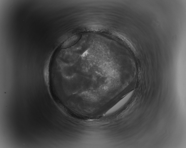 X0000087510630200705180955