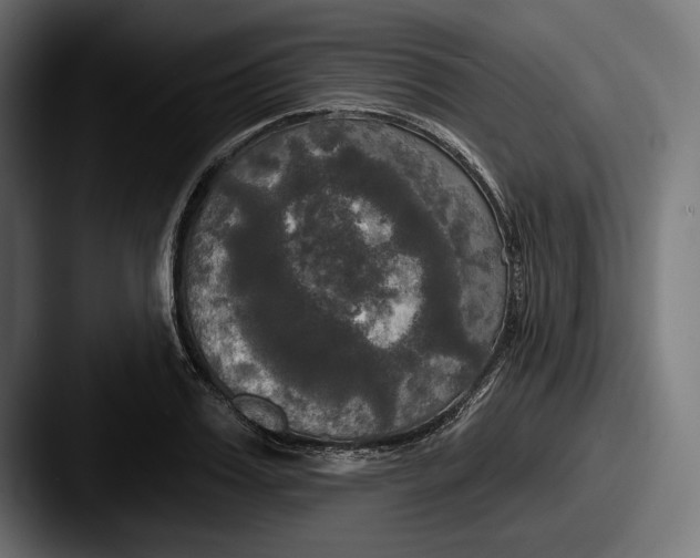 X0000087510987200705180951