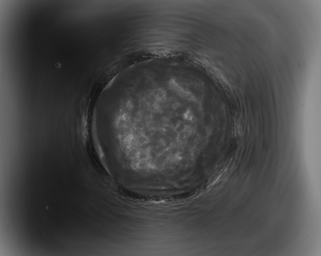 X0000087511106200705180949