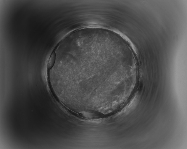 X0000087511333200705180947