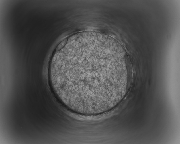 X0000087510006200705251628