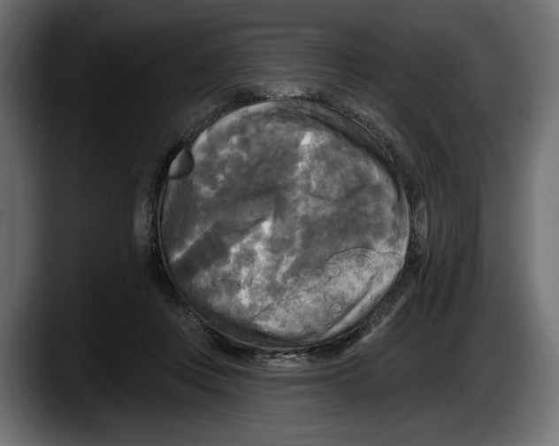 X0000087510359200705251624