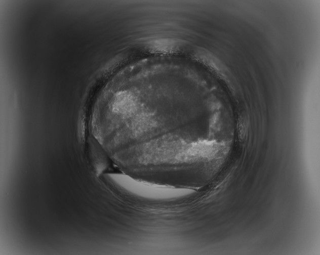 X0000087510637200705251620