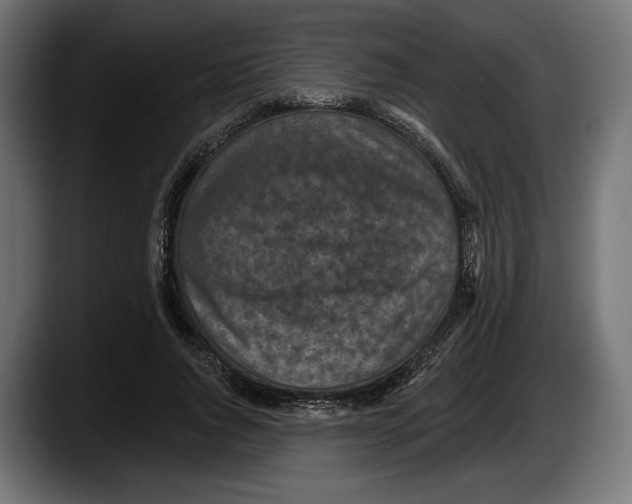 X0000087510736200705251618