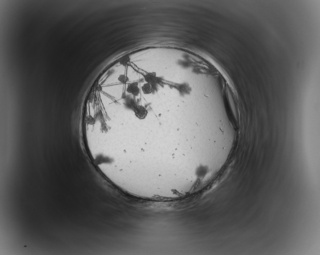 X0000087510861200705251618