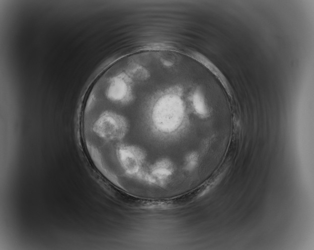 X0000087511002200705251615