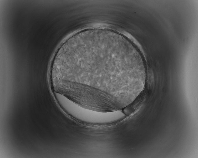 X0000087511429200705251610