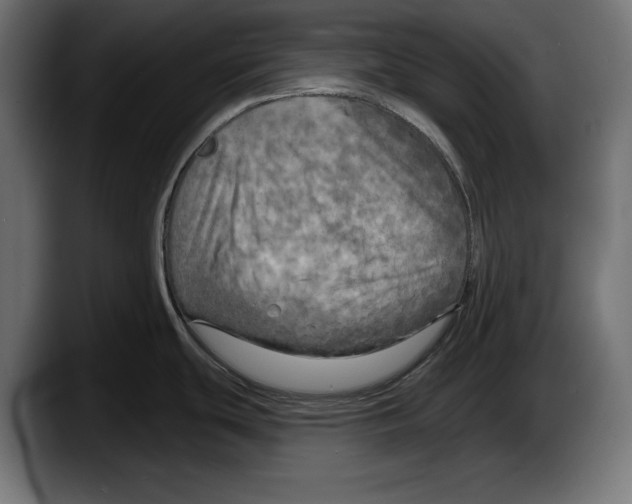 X0000087511439200705251610