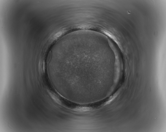 X0000087520205200704271146