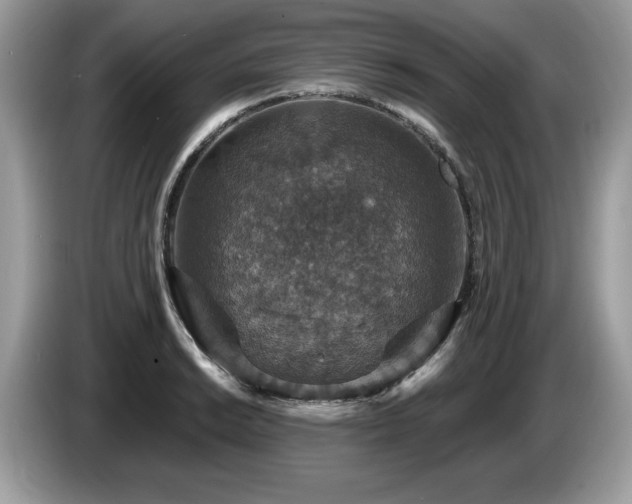 X0000087521038200704271137