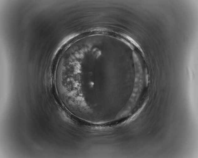 X0000087521117200704271135