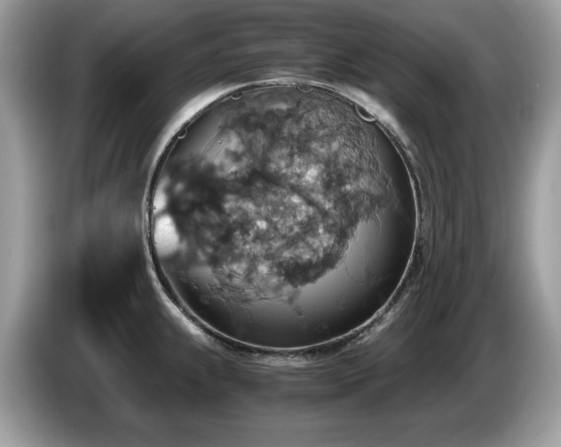 X0000087521239200704271135