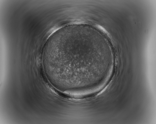 X0000087521361200704271133
