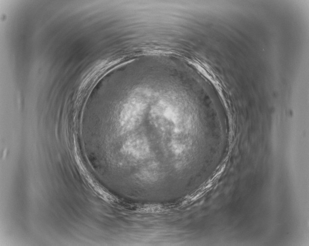 X0000087520097200705041223