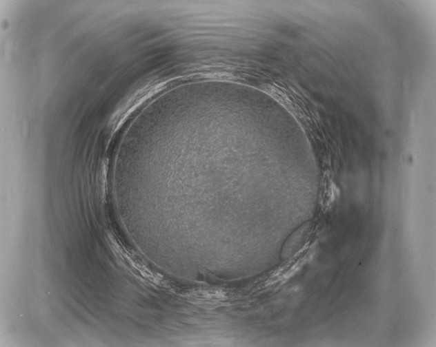 X0000087520194200705041221