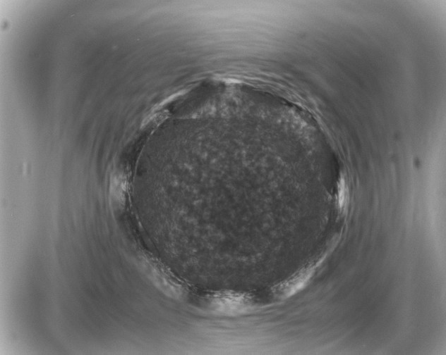 X0000087520235200705041220