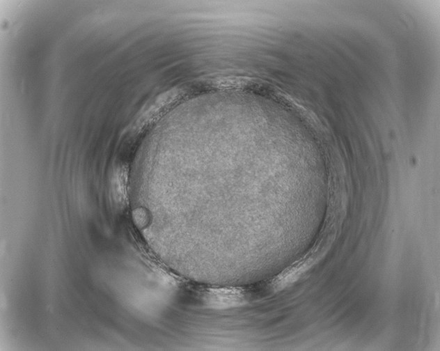 X0000087520240200705041220