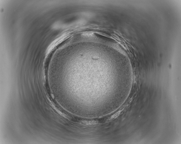 X0000087520245200705041219