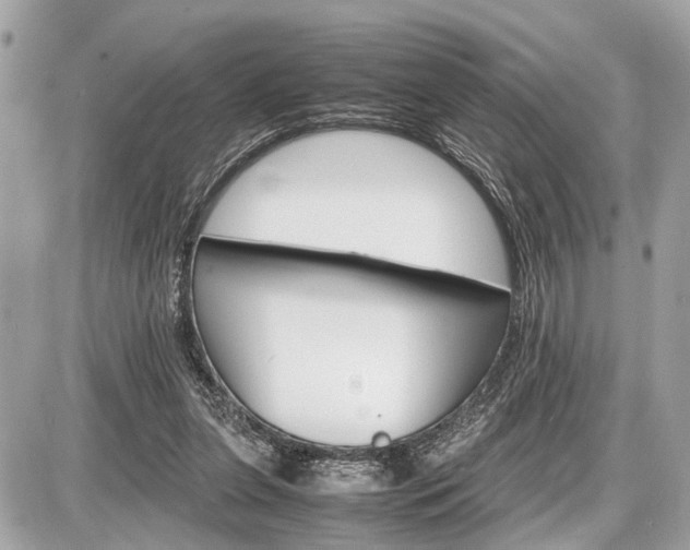 X0000087520255200705041220