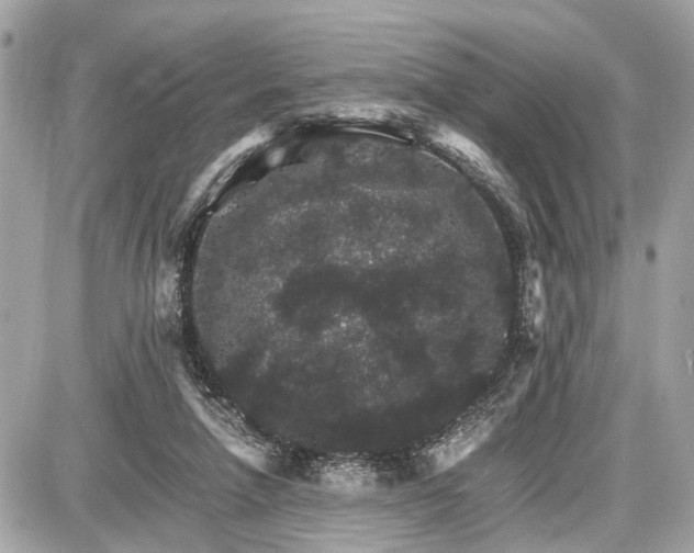 X0000087520258200705041220