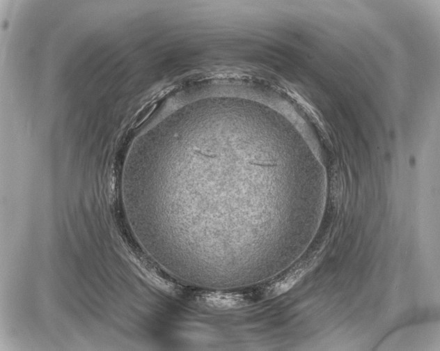 X0000087520261200705041220