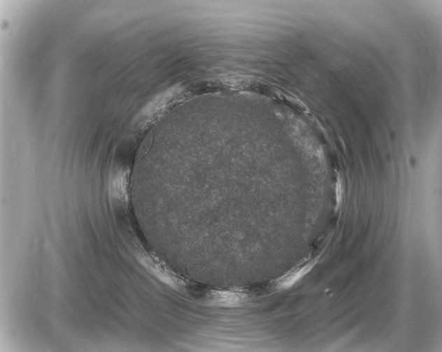 X0000087520286200705041220