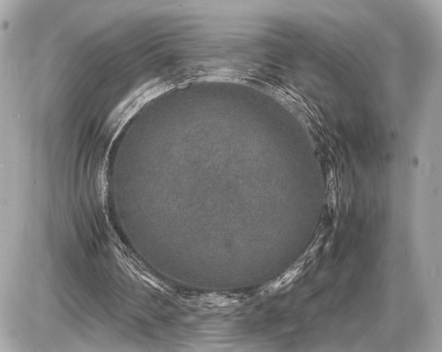 X0000087520290200705041219